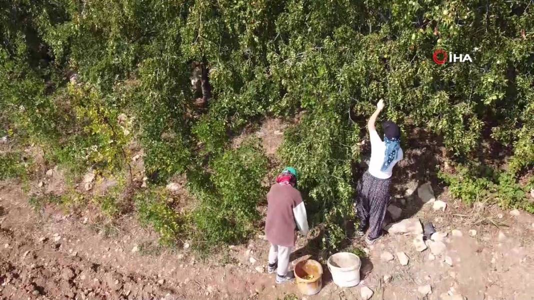 Bahçeye doğal çit olsun diye dikmişlerdi: Gelir kapısı oldu! Kilosunu 50 TL'den satıyor, bir taşla iki kuş... 3